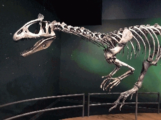 Dinosaur fossil