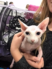 Hairless Sphinx cat