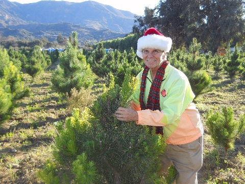 capturing a live tree for Christmas